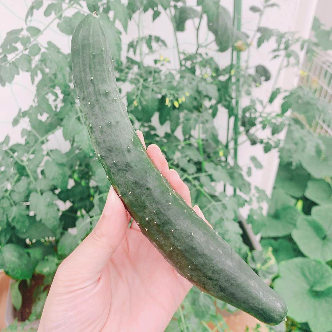 若林翔子のインスタグラム：「.﻿ .﻿ 我が家の初きゅうり🥒﻿ ちゃんと大きくなってくれました😆﻿ 形も大きさもいい感じ😚﻿ 今日のサラダに入れるぞ〜😋﻿ ﻿ ﻿ #家庭菜園　#きゅうり　#トマト　#かぼちゃ﻿ #ズッキーニ　#野菜　#はじめての　#収穫﻿ #サラダ　#どんな味かな〜♡ #野菜たちが可愛すぎる」