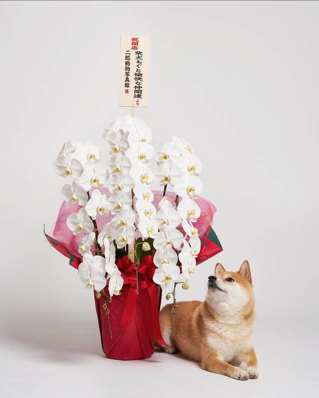 Moguのインスタグラム：「. ①日頃からお世話になりすぎてもぐの頭が上がらない柴犬二郎さんが東京・五反田に動物写真館を開いたのでお花を送らせていただいたら、とても美しく二郎館長とお花のツーショットを撮ってくれたなの。 photo by @jirophotostudio #二郎動物写真館 #リポスト ②全部二郎館長がカメラマンさんに指示して以前撮ってくださった写真なの。 #素敵な写真をありがとう #左上だけ様子おかしい . @the_shiba_mogu  #柴犬 #shibainu #shiba#赤柴 #redshiba#犬 #dog#しばいぬ#nannydog#犬と子供#子供と犬#柴犬と子供#柴#赤ちゃんと犬#犬と赤ちゃん#柴犬と赤ちゃん#赤ちゃんと柴犬#柴犬のいる暮らし#子守犬」