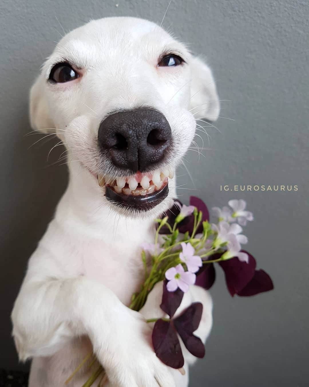 8crapさんのインスタグラム写真 - (8crapInstagram)「I hop these flowers bring you joy 😬 - 📷 @eurosaurus - #barked #dog #doggo #JackRussellTerrier #JRT」7月23日 17時00分 - barked