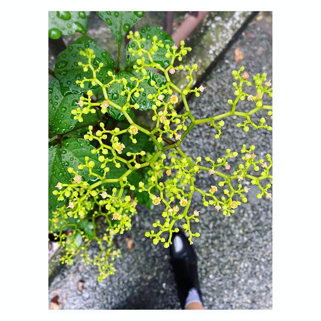 望月理恵さんのインスタグラム写真 - (望月理恵Instagram)「今日の東京、雨でしたね。 仕事帰りに見かけた蕾、 どんな花が咲くのでしょうか。  #梅雨明けはまもなく？ #レインブーツが大活躍 #花#花好き #葡萄を食べた後みたいに見えませんか？」7月23日 17時15分 - mochiee28