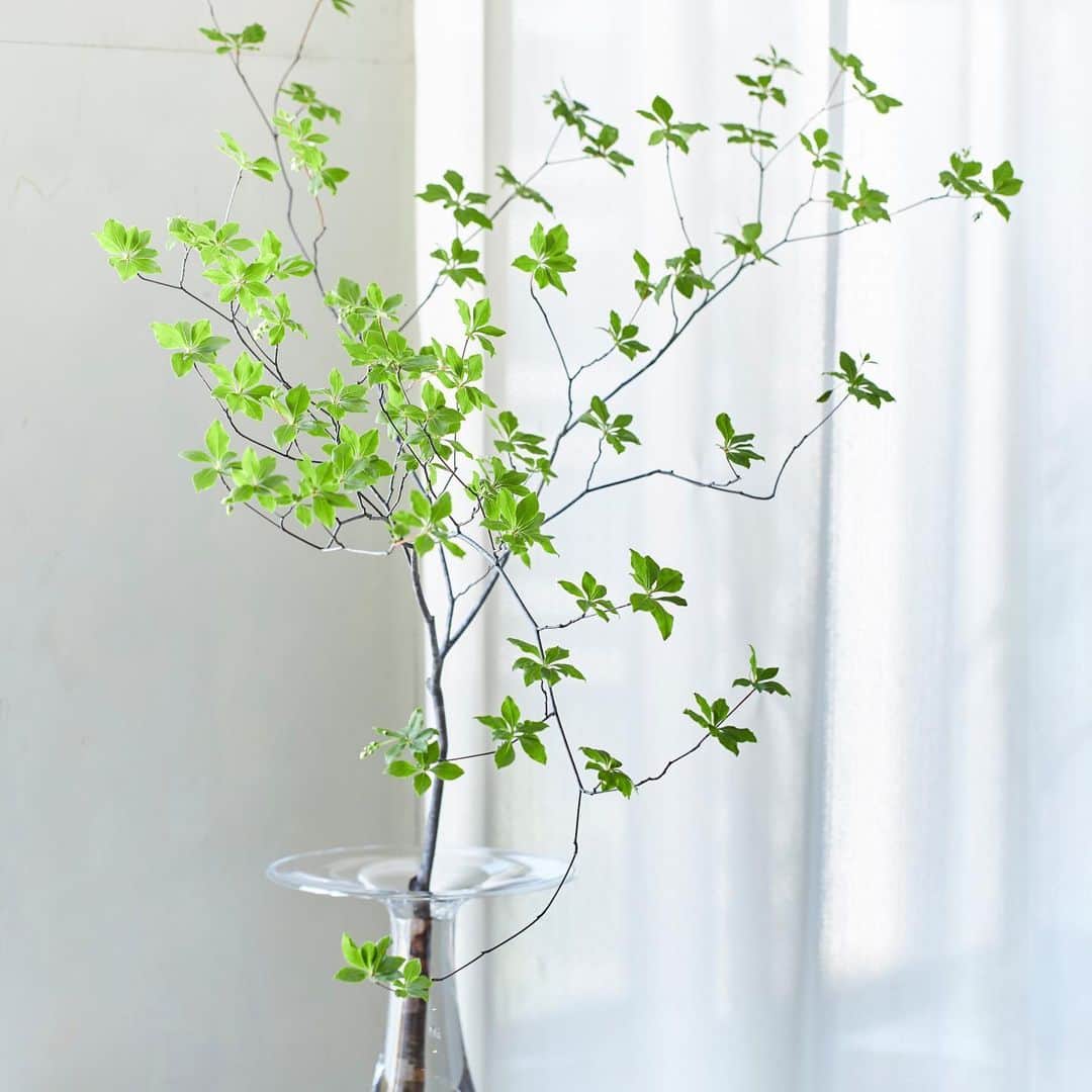 青山フラワーマーケットさんのインスタグラム写真 青山フラワーマーケットinstagram 夏こそおすすめなグリーン 枝物 ハードルが高いと思われがちな枝ですが 約2週間ほどと切り花に比べて日持ちがよいので普段あまり買わないという方も 夏こそチャレンジして