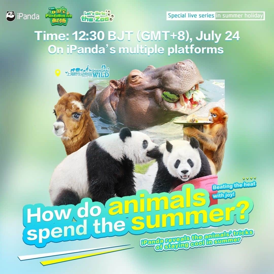 iPandaさんのインスタグラム写真 - (iPandaInstagram)「Live Preview: In hot summer, how do animals at Shanghai Wild Animal Park beat the heat? iPanda‘s live on July 24, 12:30 BJT on Facebook reveals the animals' tricks of staying cool in summer! 🐼 🐾 🐼 #PandaOnLive #FBLive #WildlifeParadise」7月23日 17時51分 - ipandachannel