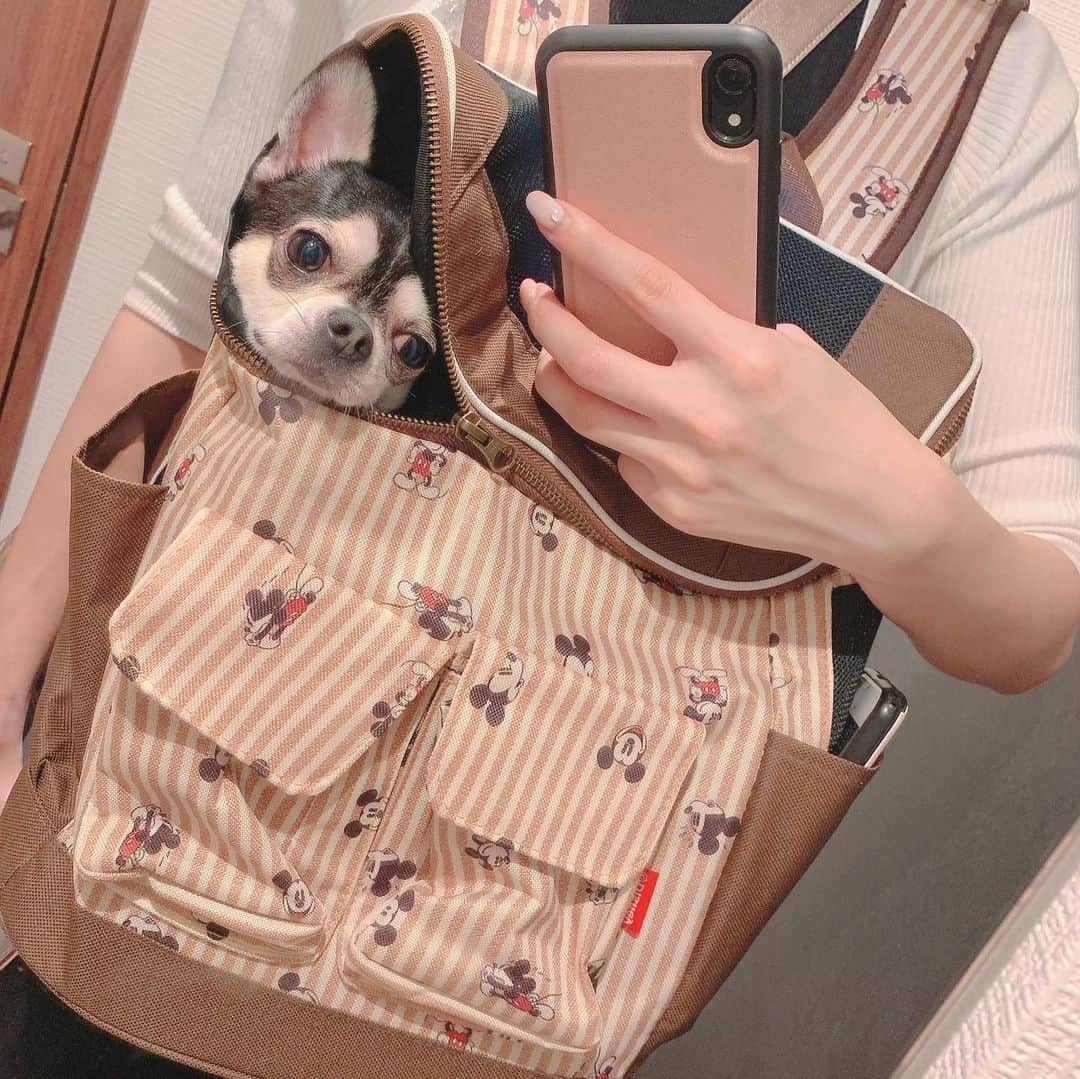 のインスタグラム：「．     バンビの新しいお出かけリュック🐶     ．」