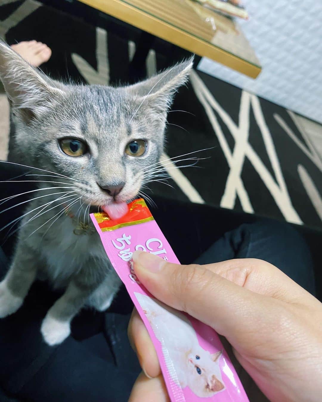 畑井咲耶さんのインスタグラム写真 - (畑井咲耶Instagram)「猫アレルギーのはずなんやけど 今んとこ反応なし🐈治ったんかな？」7月23日 18時13分 - saya_hatai