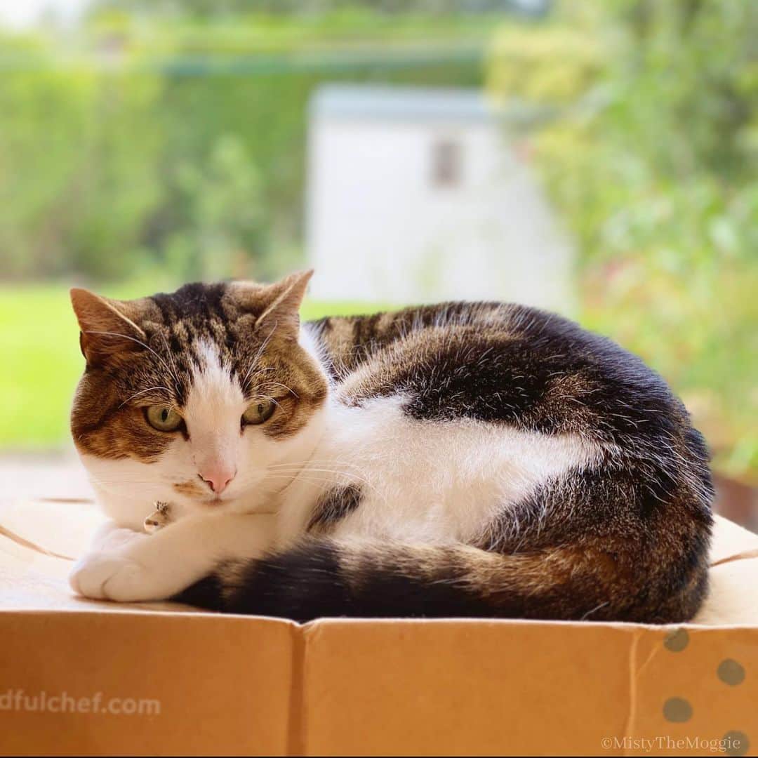Misty The Moggieのインスタグラム：「Welcome to my viewing/napping/cleaning station #bestseatinthehouse」