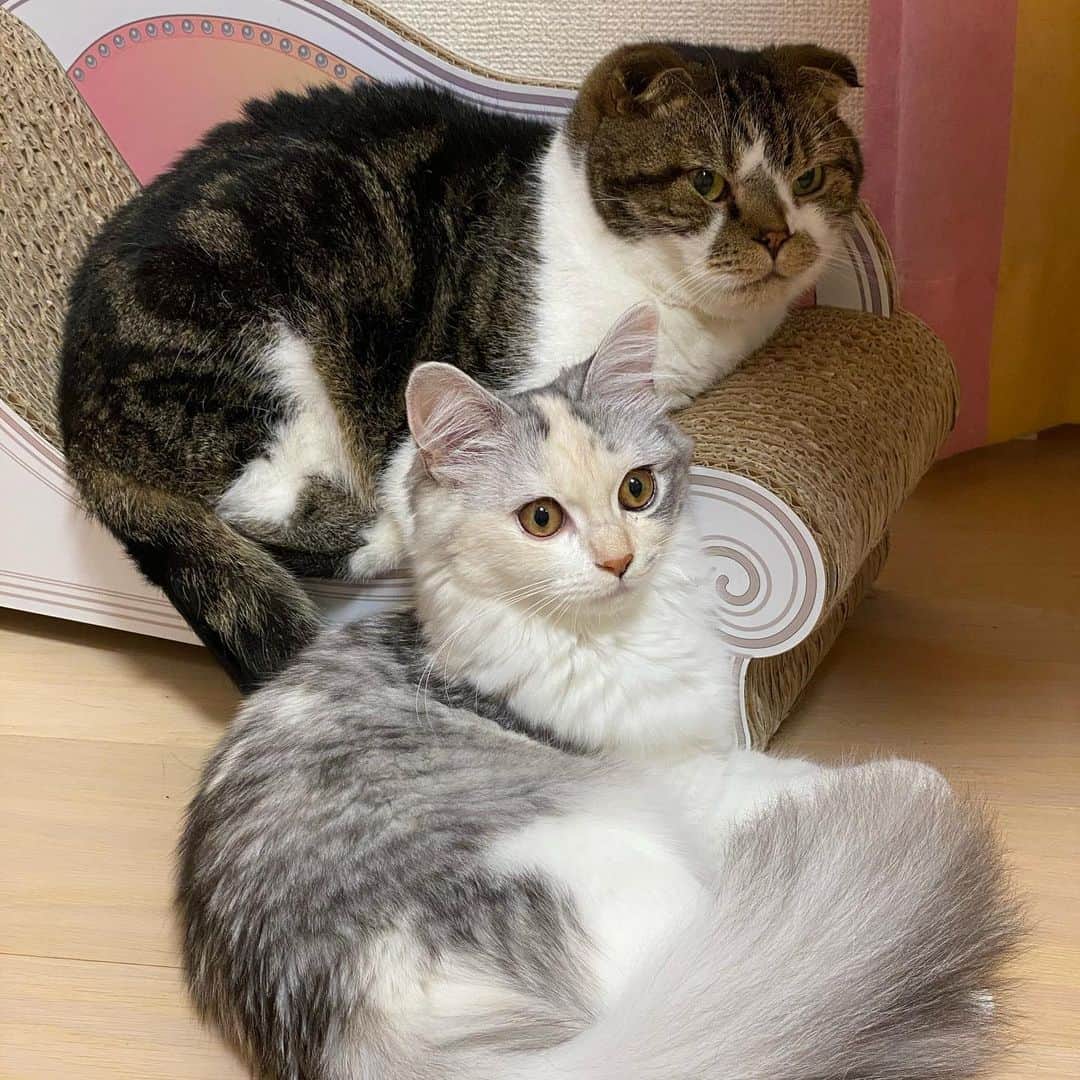 桜咲千依のインスタグラム：「どこ見てるの....?  #猫 #スコティッシュフォールド #うに #マンチカン #ほたて」