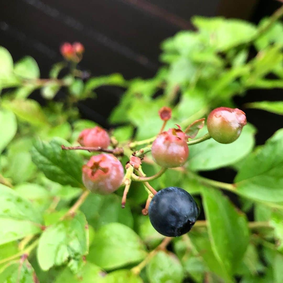 のインスタグラム：「◡̈♥︎﻿ おうちのブルーベリーが色付いてきました🌱﻿ ﻿ #ブルーベリー﻿ #海の日」