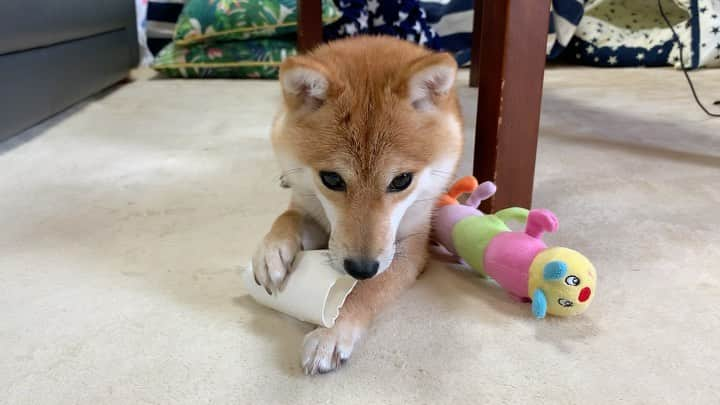 豆柴 サニーちゃんのインスタグラム