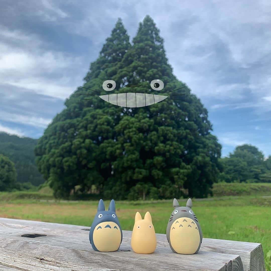 9GAGさんのインスタグラム写真 - (9GAGInstagram)「Totoro tree 📸  @bonpon511, @ghibli24_7, @yusa__style_ 📍 Sakegawa, Yamagata, Japan - #totoro #トトロの木 #japan #9gag」7月23日 19時00分 - 9gag