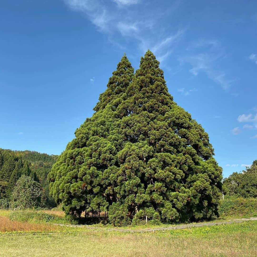 9GAGさんのインスタグラム写真 - (9GAGInstagram)「Totoro tree 📸  @bonpon511, @ghibli24_7, @yusa__style_ 📍 Sakegawa, Yamagata, Japan - #totoro #トトロの木 #japan #9gag」7月23日 19時00分 - 9gag