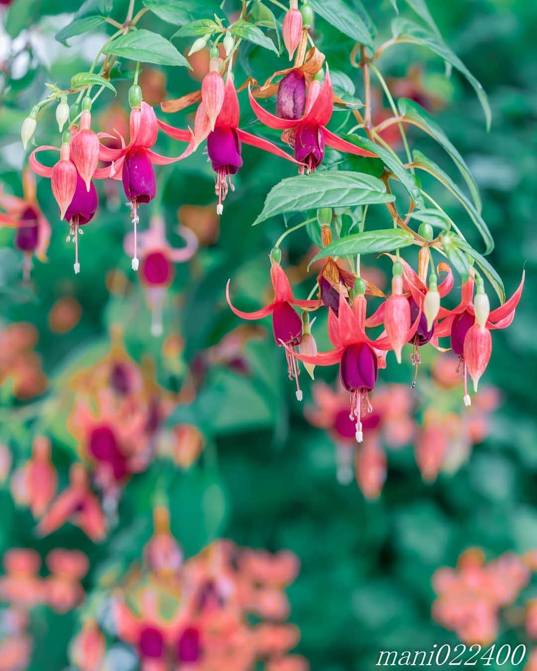 mani022400のグルメインスタ