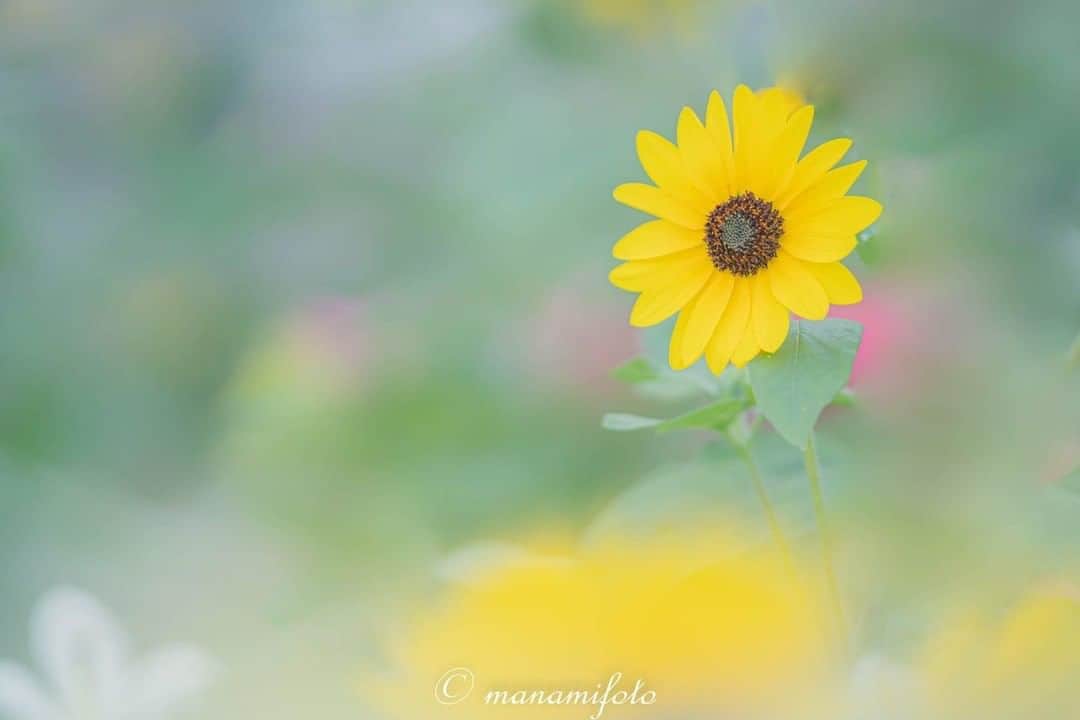 花の写真館のインスタグラム：「Photo by Manami Sano.⠀ .⠀ Original Post[投稿いただいたURL]⠀ https://www.facebook.com/photo.php?fbid=3068213043261394⠀ .⠀ 本アカウントは、 #私の花の写真 をつけてInstagramに投稿された皆さまの花の写真や、「花の写真館」Facebookページで投稿された花の写真を紹介します。⠀ 「花の写真館」Facebookページは、「 @floral.photograph 」のプロフィールにあるURLからご覧ください。⠀ .⠀ ※各自、政府、自治体など公的機関の指示に従った行動をお願いします。⠀⠀ 東京カメラ部および分室では、写真を「見る楽しみ」を提供することを通して、微力ながら皆様にわずかな時間でも癒しをお届けしたいと思っております。⠀ ※本アカウントは東京カメラ部がFacebook、Instagramのサービスを利用して運営しているもので、Facebook社・Instagramとは一切関係ありません。⠀ .⠀ #花の写真館 #floralphotograph #floralphoto #flower #flowers⠀ Follow: @floral.photograph」