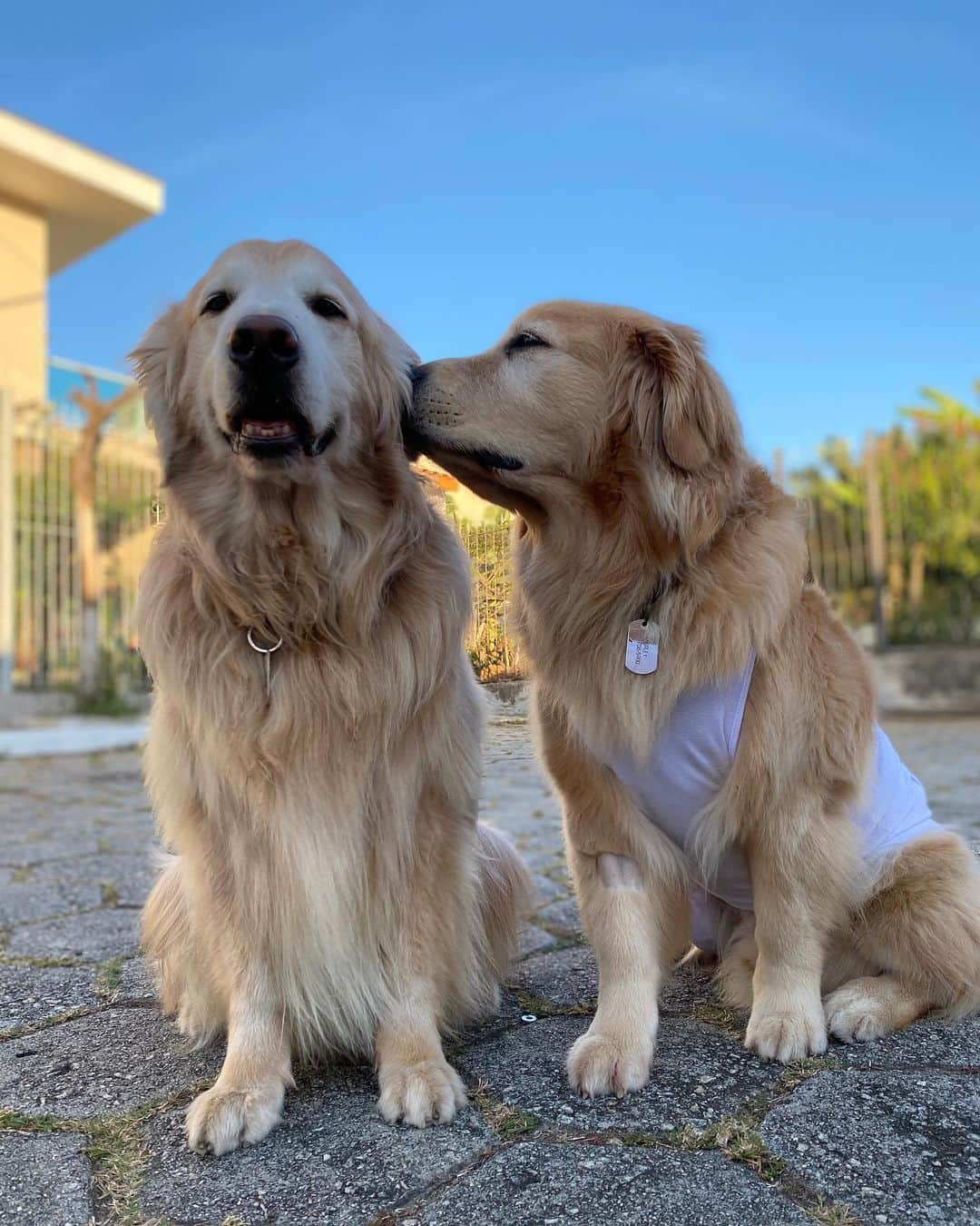 Bobさんのインスタグラム写真 - (BobInstagram)「Um bom dia com um cheiro do Má de agorinha mesmo ! ❤️ . . . #pets #photooftheday #petsofinstagram #instagrammers #instagram #instadaily #vejasp #goldenretriever #goldenretrievers #goldenretrieversofinstagram #dogs #dogstyle #dogoftheday #dogsofinstagram #saopaulo #gudfriends #photography」7月23日 19時31分 - bob_marley_goldenretriever