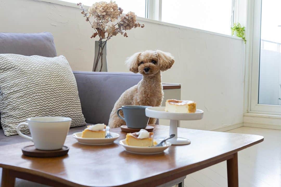 cafe_no_maのインスタグラム：「Coffee and Koro🐶　 . [お知らせ] オリジナルコーヒーカップ第3弾発売開始しました。1stモデルの白/グレーをマイナーチェンジ☕️コーヒーをよりおいしく味わうために口当たりの薄さにこだわって、今回更に薄く仕上げました。 よろしければプロフィールリンクをご覧下さい。」