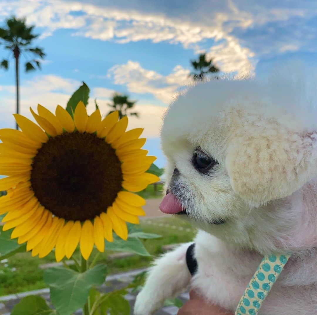 こなつのインスタグラム：「なつ🌻なつ🌻こなつ🐶🌻💛」