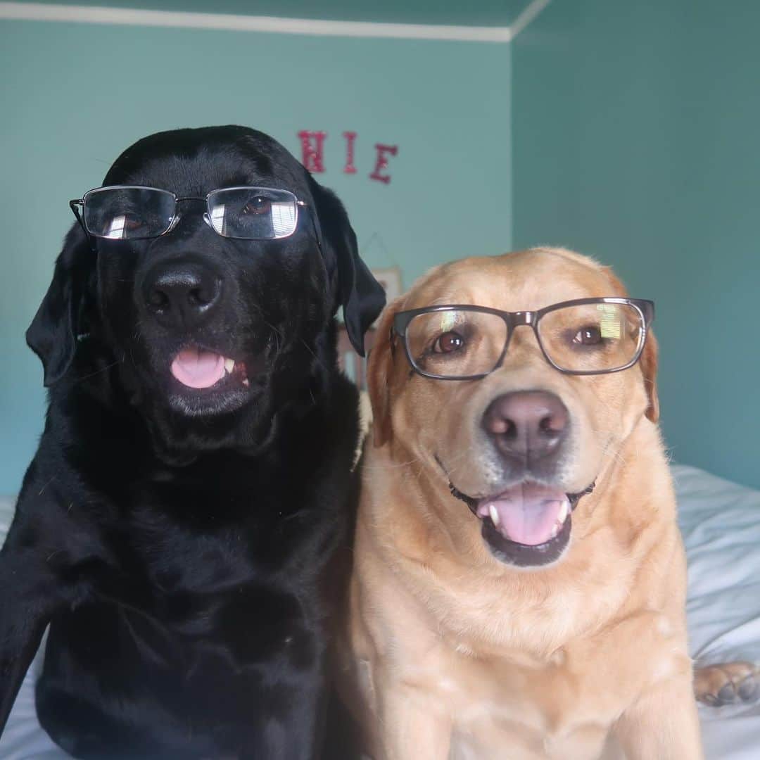 Jake And Gingerさんのインスタグラム写真 - (Jake And GingerInstagram)「We got new specs. We can see clearly now.....hey look, the rain is gone 😂 #lab #labsofinstagram #labradorretriever #glasses #spectacles #dogsofinstagram #dogs #dogstagram #dogsofinsta」7月19日 22時41分 - jake_n_ginger