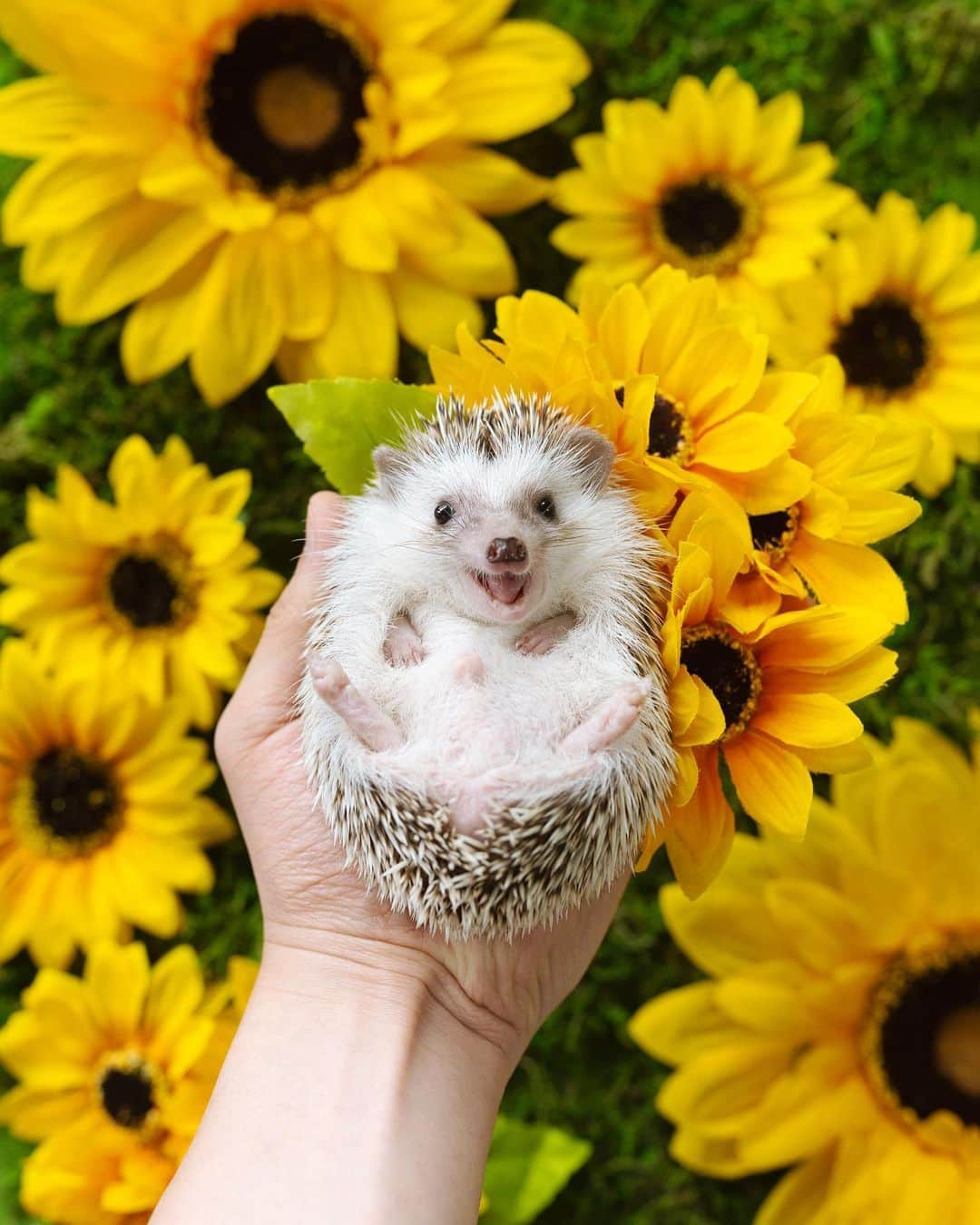 ダーシーのインスタグラム：「Sunday☀️ Sunflowers🌻 Sunny smile🤗 ・ ・ ・ コアラ明日で生後3ヶ月👶 現在260gでだんだん大人のハリネズミになってきました🐨✨ そろそろ髪の毛生えるかな🤔？」