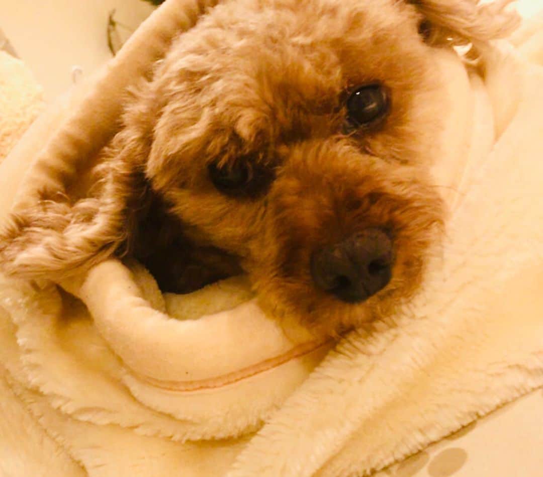 マイケル富岡のインスタグラム：「モコがベッドイン…そろそろぬくぬくオネム タイムかな… あ‼︎ ☆7月20日 22時〜テレビ東京系の放送にて モコが!? 笑 ぜひ #love #mybaby #愛犬 #愛犬家 #癒し #撮影 #actor #actorslife #shooting #マイケル富岡 #俳優 #タレント #idcmarjun #weekend #readyforbed」
