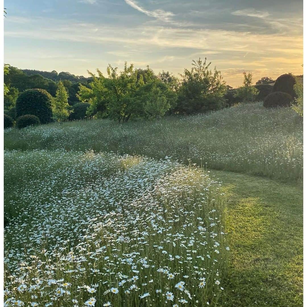 のインスタグラム：「A path through ox eye daisies⁠」