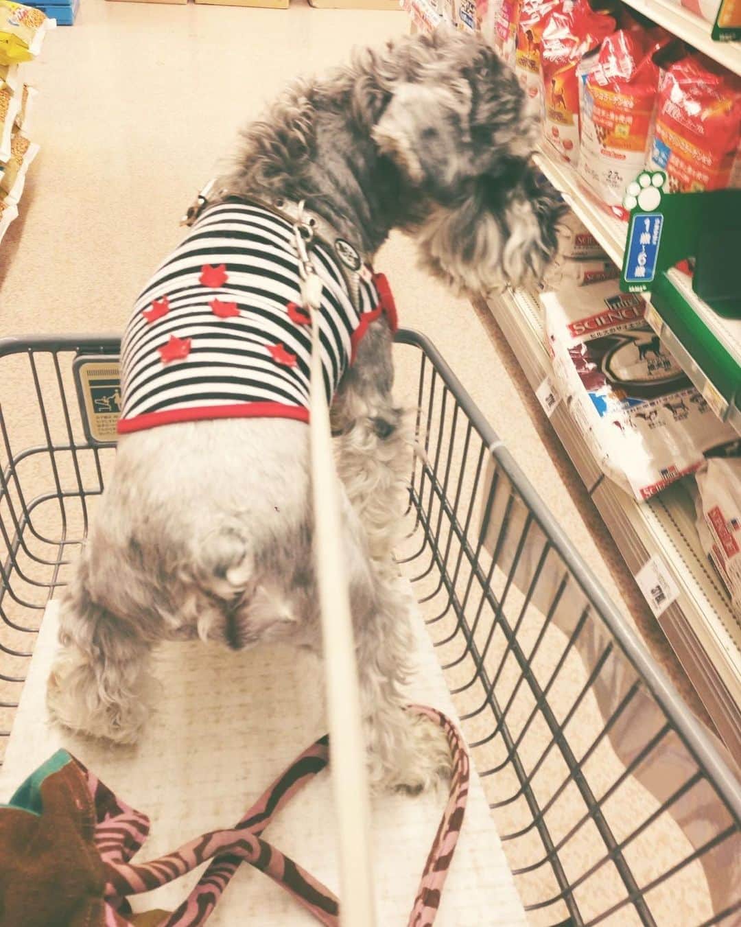 のインスタグラム：「. ホームセンターで、はるぼーのごはんやおやつを選んでいるいつかの画🐶 ☆ #miniatureschnauzer #haru #goodboy #homecenter #date #doggy」