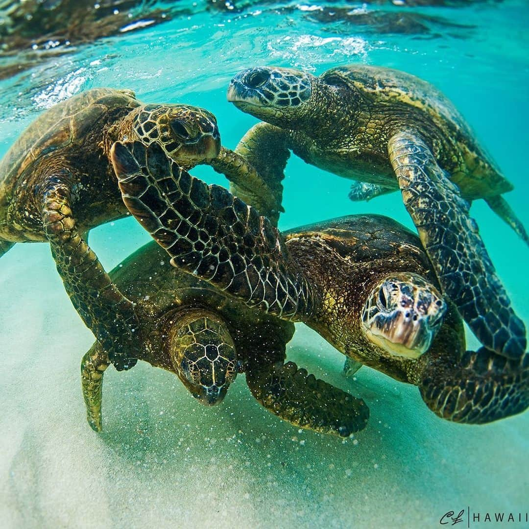 クラーク・リトルさんのインスタグラム写真 - (クラーク・リトルInstagram)「🐢🐢🐢🐢🤙🏼 #clarklittle 🆑」7月19日 15時23分 - clarklittle