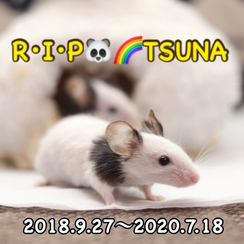 hamster_mocoさんのインスタグラム写真 - (hamster_mocoInstagram)「R.I.P🐼🌈TSUNA ※3枚目のお写真はお別れ時の亡骸が写っていますので苦手な方はお気をつけください😣 ･ 昨晩、楽団の練習を終えて家路に着き、いつものようにパンダちゃん達にただいまのご挨拶をしようとケージを覗き込むと…目を開けたまま倒れて亡くなっているツナちゃんが😢🐼🌈 ･ 死後硬直もしていたので私が練習に出かけた後、すぐにお空に旅立ったのだと思います😭もうすぐ1歳10ヶ月になろうとしていました。パンダ三姉妹をお迎えする時にペットショップの方からパンダマウスの平均寿命は1年半程と言われていたので、頑張って長生きしてくれたと思います😢ありがとうツナ、えらかったね💕🐼🌈 ･ ツナちゃんはここ１ヶ月位、薄毛になりよろよろしながらも毎朝おはようのご挨拶をすると嬉しそうにお家から出てきて小エビやお豆腐のおねだりをしてくれていました☺️亡くなる日の朝もよろめきながら出てきて小エビを食べていたのに😭 ･ ツナちゃんが亡くなっているのが分かるのか、サケちゃんもあまり元気がなくお家の中でうずくまっていました😢その姿をみて涙が〜😭 ･ 2枚目の動画は元気だった頃のツナちゃんと1月に一足お先に虹を渡ったウメちゃんが可愛くホイールを走っている動画です🐼🐼🌈ぜひ見てあげてください😌 ･ パンダマウス三姉妹、残るはサケちゃんだけになってしまいましたが、サケちゃんも高齢であまり調子が良いとは言えず心配な状況です🥺 1日でも長く穏やかに過ごさせてあげたいと思っていますのでインスタにはアップしませんが、どうか静かに見守っていてください😌🐼✨ 2020.7.19 ･  ︎︎#パンダマウスおにぎり三姉妹#パンダマウス#パンダマウス向上委員会#パンダマウスのいる生活#ネズミ#ふわもこ部 #モフモフ#ペット#小動物 #mouse#pandamouse#happy_pets#PET_OF_OUR_WORLD#igersjp#ig_japan#instapet#weeklyfluff#kawaii#cute#팬다무스」7月19日 15時57分 - asahi.fl