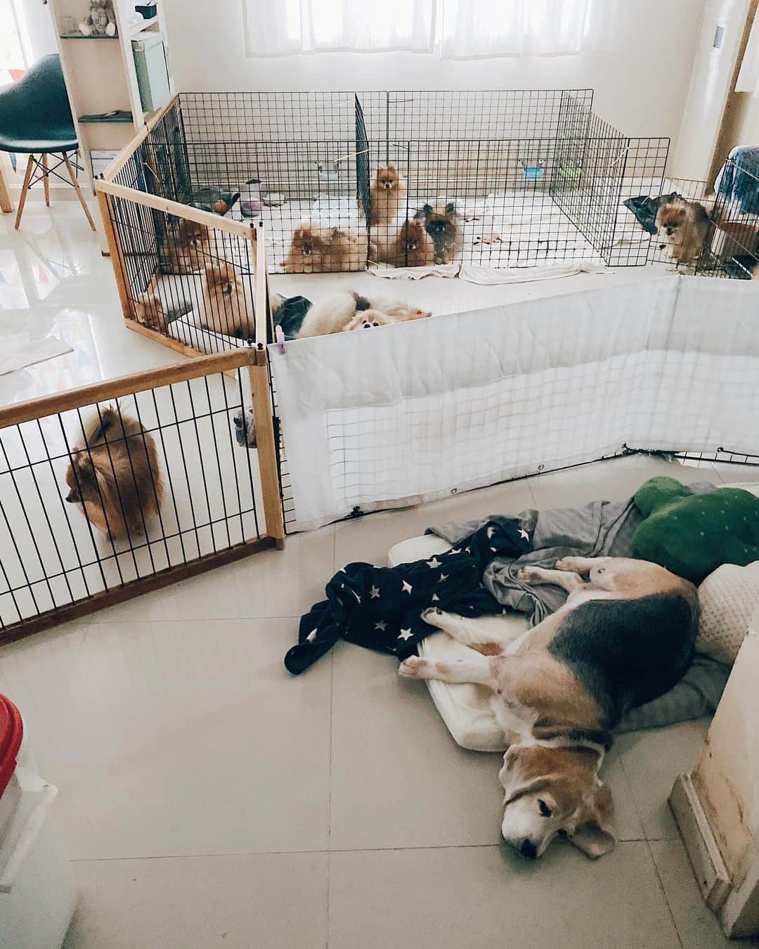 r_oseのインスタグラム：「Lazy Sunday vibe with family 🐶🐹🐰🦊🐻🐼🐨🦁🐯〰️」
