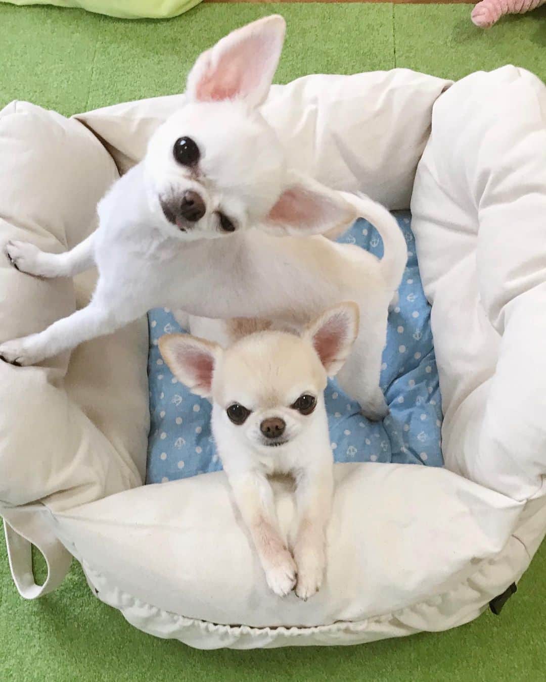 ∞maki∞??????さんのインスタグラム写真 - (∞maki∞??????Instagram)「2020.7.19 サラ♡オミ♡ ・ ・ ・ 晴れたしドライブでも行こっか🚗💨 ・ ・ ・ #ドライブベッド#キャリーベッド #dog#Chihuahua#Chihuahualove#Chihuahualife#instaChihuahua#IGersJP#all_dog_japan#happy#cute#love#犬#愛犬#イヌスタグラム#ちわすたぐらむ#チワワ#ロングコートチワワ#多頭飼い#可愛い#癒し#幸せ#ラディカ#インテリジェンス#ｻﾗｵﾐ」7月19日 16時16分 - maki_dfpso