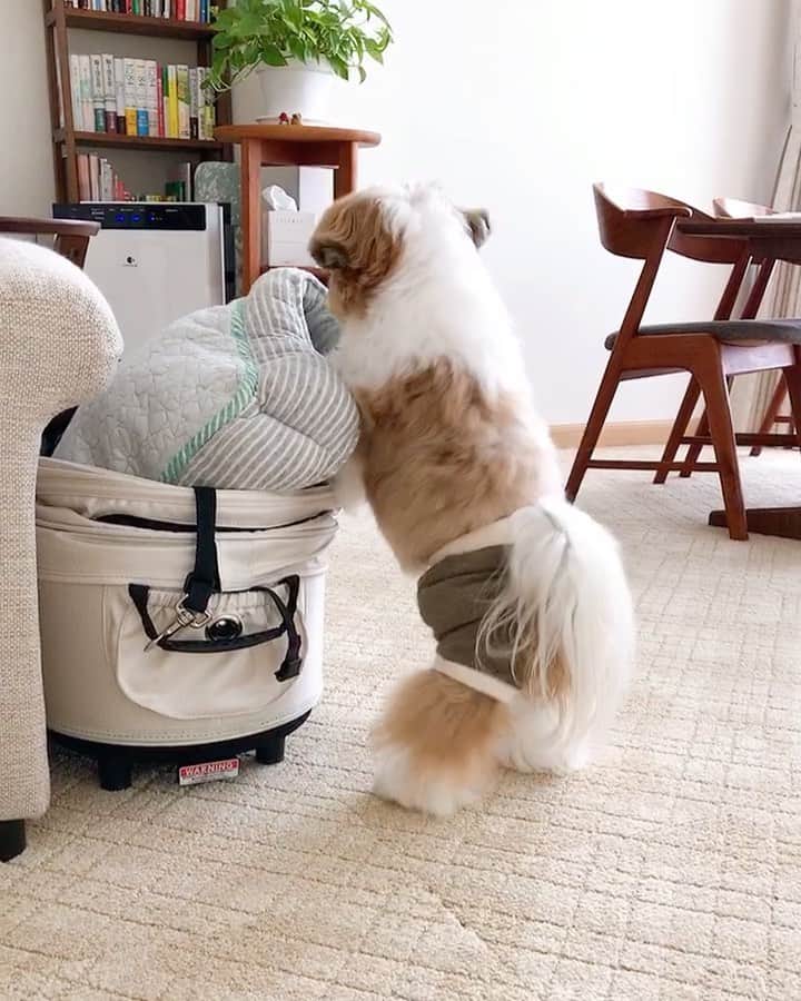 水嶋はちのインスタグラム：「I make my bed!!🐶🛌 * * ボクはちっちゃく見えますが 自分のことは自分でやっちゃいます。 お布団だって自分で敷きます！  ぜんぶがやっぱりひとつひとつの積み重ね。 今日がんばってクリアしたことが次につながると信じているボクをご覧ください！ * * #はち #HACHI #シーズー大好き部 #やれることは今すぐやるタイプ #後回しにはしないタイプ」