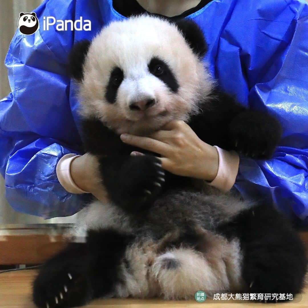 iPandaさんのインスタグラム写真 - (iPandaInstagram)「If I have such a blue coat, can I get the best job in the world? 🐼 🐾 🐼 #FriendshipMessenger #panda #ipanda #animal #pet #adorable #China #travel #pandababy #cute #photooftheday #Sichuan #cutepanda #animalphotography #cuteness #cutenessoverload」7月19日 17時00分 - ipandachannel