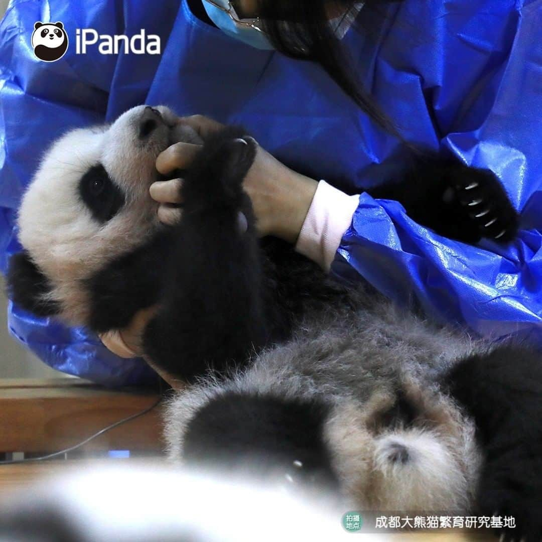 iPandaさんのインスタグラム写真 - (iPandaInstagram)「If I have such a blue coat, can I get the best job in the world? 🐼 🐾 🐼 #FriendshipMessenger #panda #ipanda #animal #pet #adorable #China #travel #pandababy #cute #photooftheday #Sichuan #cutepanda #animalphotography #cuteness #cutenessoverload」7月19日 17時00分 - ipandachannel