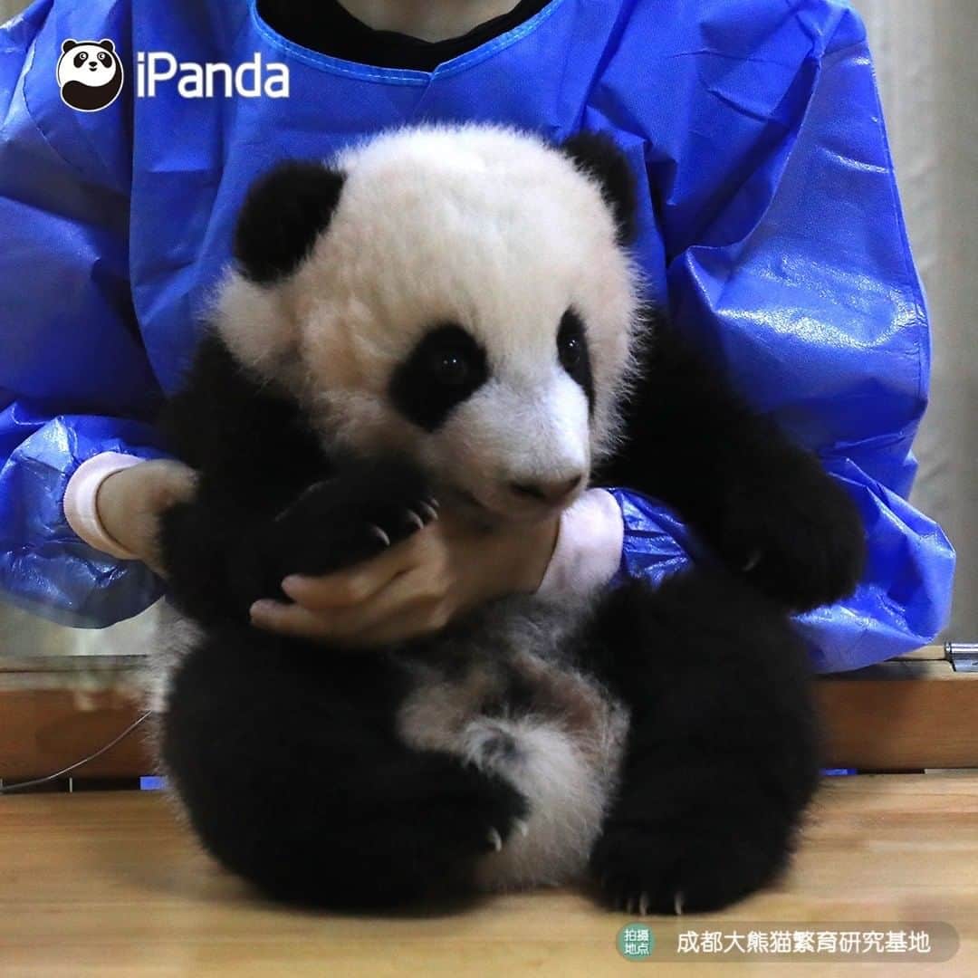 iPandaさんのインスタグラム写真 - (iPandaInstagram)「If I have such a blue coat, can I get the best job in the world? 🐼 🐾 🐼 #FriendshipMessenger #panda #ipanda #animal #pet #adorable #China #travel #pandababy #cute #photooftheday #Sichuan #cutepanda #animalphotography #cuteness #cutenessoverload」7月19日 17時00分 - ipandachannel