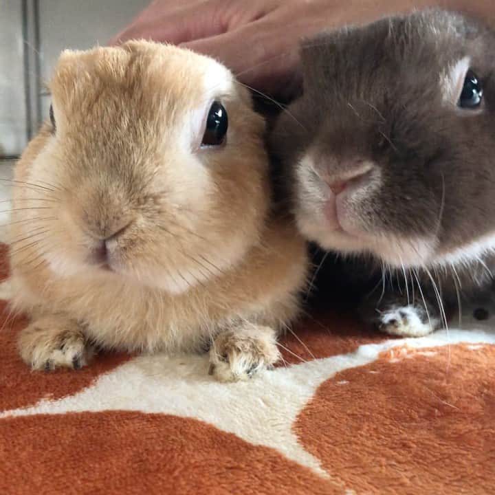 yun.ゆんのインスタグラム：「march.lemon🐻🍋 なでなでなでなで❤︎ . 🐻「ママ、も、もういいでしゅよ💦」 ←頭をあげようとするマーチ。笑 . 🍋「続けたまえ❤︎」 ←なでなで大好きよ。💕 . ♪ ♪ ♪ #ふたりの温度差 #お鼻#パカパカ #お目目#キラキラ #のんびり  #うさぎ#ウサギ#ネザーランドドワーフ#ZIP写真部#レモン#ふわもこ部#マーチ#多頭飼い #rabbits#rabbitsofinstagram #rabbitstagram #petstagram #march#instapet#cutepetclub #instarabbit #bunnies #bunnylove #lapin #pecotv #WeeklyFluff #lemon #netherlanddwarf #dailyflufffeature#pecotv」