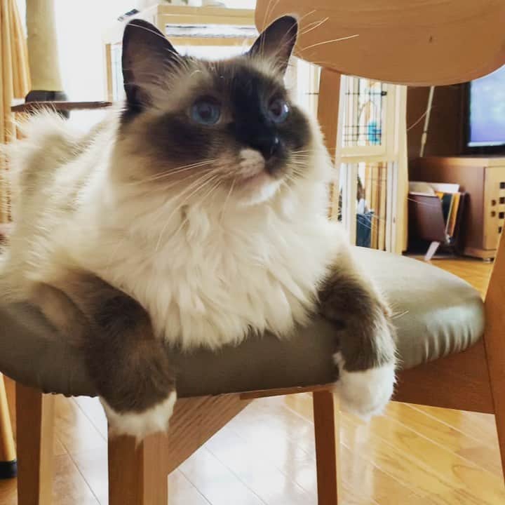 takegaeruのインスタグラム：「ちょっかいマン😽  #cat #猫 #ragdoll #ラグドール #ホワイトポッチーズ #よもねこ #よもぎねこ #キジトラ #きじとら」