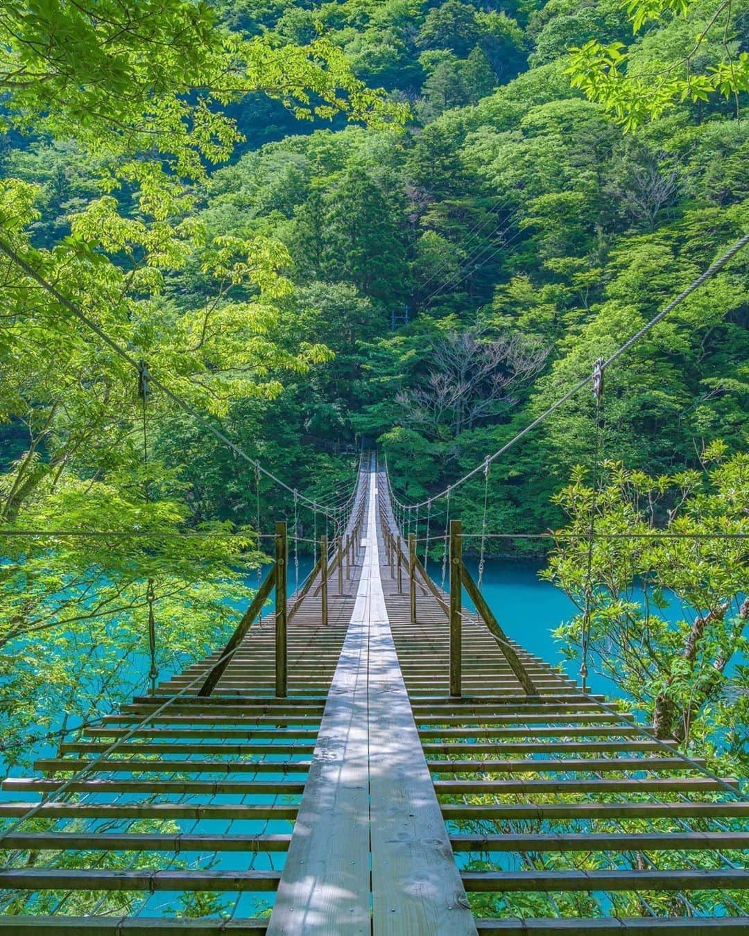 楽天トラベル さんのインスタグラム写真 - (楽天トラベル Instagram)「こんにちは😊 今日は美しい湖にかかる絶景の吊橋をご紹介します✨ ーーーーーーーーーーーーーー 📍#夢の吊り橋  （静岡県 川根本町） ーーーーーーーーーーーーーー 寸又峡にある全長約90mの吊り橋。 大間ダムのミルキーブルーの湖面を眼下に望み、簡易な板を渡しただけの歩道部分は歩くたびに揺れてスリル満点！ 橋の中央で恋を願うと成就するというロマンチックな伝説もあり、デートスポットとしても人気です。 ーーーーーーーーーーーーーー Special Thanks💓 📸Photo by @washima12  みなさんの #次の旅先リスト もぜひ教えて下さいね ーーーーーーーーーーーーーー 旅先で出会った美しい風景や素敵な旅館などを  #rakutentravel を付けてぜひシェアしてください😊 このアカウントでご紹介させていただきます💗 ーーーーーーーーーーーーーー  #楽天トラベル #旅行好きな人と繋がりたい #旅したくなるフォト #旅行 #国内旅行 #旅行好き #旅行好きと繋がりたい #写真好きな人と繋がりたい #旅好き女子 #旅行好き女子 #travel #trip #japan #日本の景色 #日本の絶景 #日本の風景 #夏旅行 #夏旅行計画 #寸又峡 #吊橋 #寸又峡夢の吊り橋 #静岡旅行 #静岡観光 #絶景 #吊り橋」7月19日 18時00分 - rakutentravel