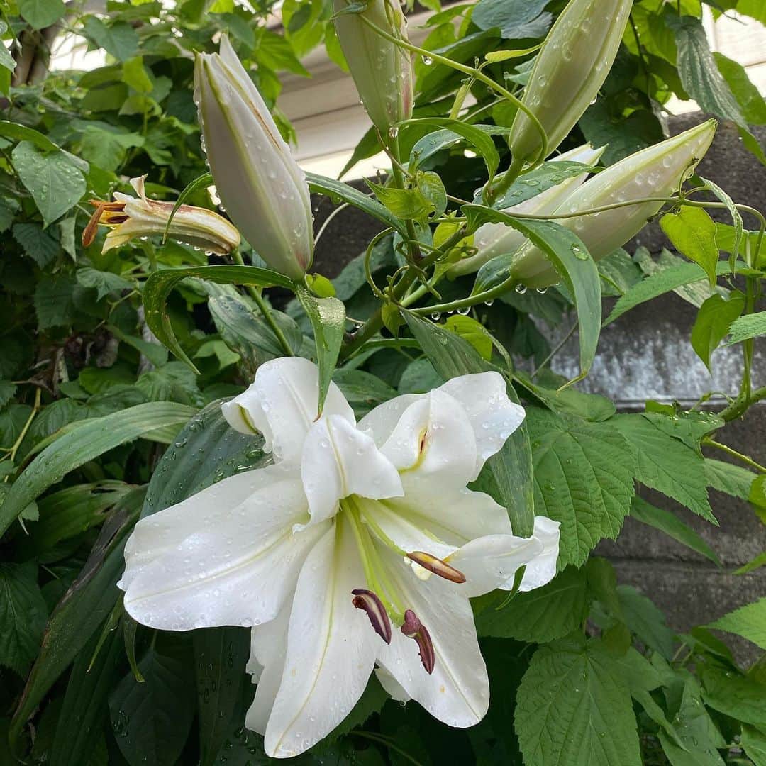 魔女菅原さんのインスタグラム写真 - (魔女菅原Instagram)「#ダブルカサブランカ #庭の花を撮るのが好き   帰宅したら真っ白な百合がパッと目に飛び込んできたよ。  #魔女菅原」7月19日 18時02分 - hatsuyosugawara