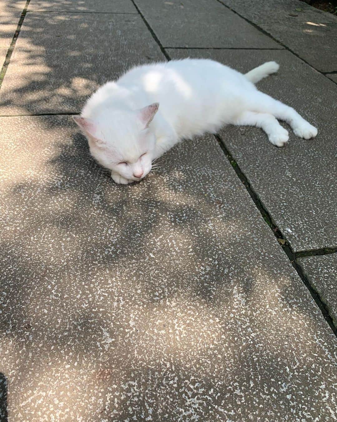 岩本煌史さんのインスタグラム写真 - (岩本煌史Instagram)「今日は所用を終え、天気も良く時間もあったので、以前知り合いの方にオススメされた愛宕神社へ行ってきました。  気になる方は是非行ってみて下さい。  猫が居て癒やされた☺️✨」7月20日 0時01分 - koji_iwamoto