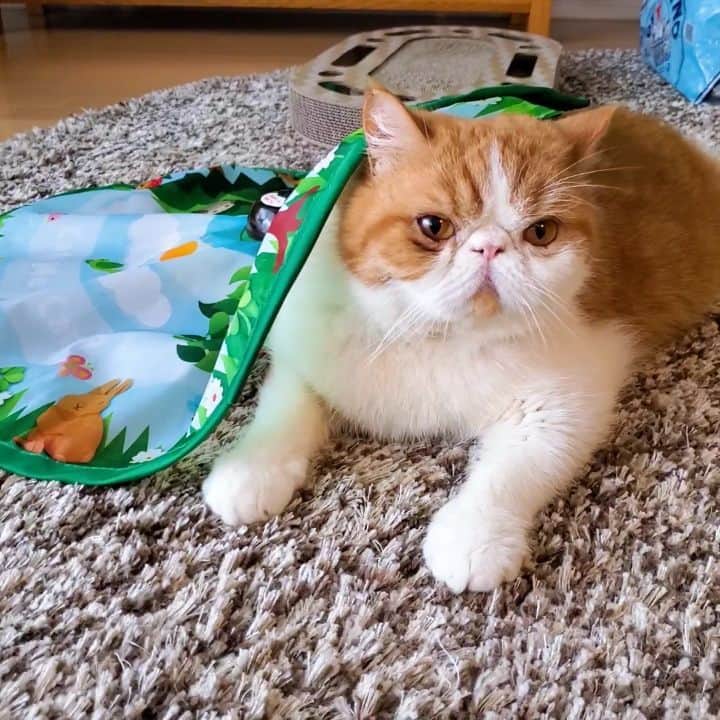 のインスタグラム：「🐯 ふふふ(笑) 動じず(笑)🤭 ・ ・ ・ #猫動画#猫壱」