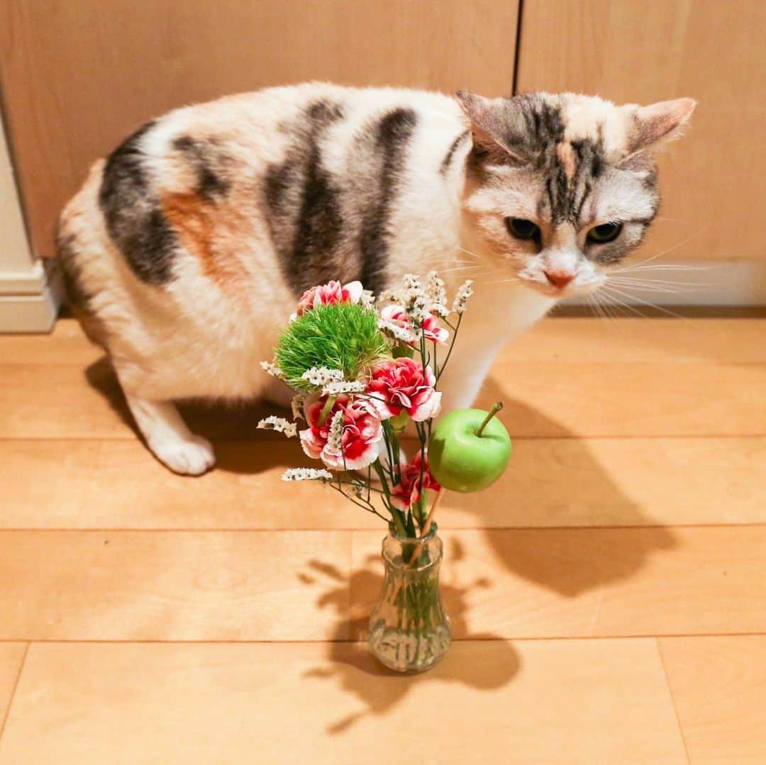ホタテ＆クラム＆シラスのインスタグラム：「今月のお花^ ^ 小さなリンゴが可愛い（笑）  #bloomeelife  こちらは毎週500円〜でお家にお花が届くサービスで、下記のクーポンコードを利用されると初回が無料になります、是非^ ^  *** クーポンコード：msy1515 ※有効期限：2020年7月31日  https://bloomeelife.com/   @bloomeelife   また、今月は花瓶プレゼントキャンペーンを実施されているそうです。詳細は以下…  ■概要について ・キャンペーン期間：2020/7/17(金)〜2020/7/31(金) ・Bloomee LIFEで販売している花瓶ラインナップに、"2種類の花瓶が新登場"したことを記念して、花瓶プレゼントキャンペーンを実施します✨ ・「公式ライフスタイルモデル」の投稿内にある"クーポン"を使って、ご登録いただいた方の中から抽選で、4名様に【新登場した花瓶】をプレゼント致します🎁  ■景品＆当選者連絡について ・プレゼントされる花瓶は、下記にお送りする画像2種類のうちいずれかをお届け💐 　→どちらが当たるかはランダムとなりますので、届くまでのお楽しみとなります✨ ・当選者の方には、ご登録の際に入力いただいたメールアドレスに【8/3(月)】に当選連絡メールをお送りいたします。  #cat #neko #ScottishFold #猫 #ねこ #スコティッシュフォールド #ラグドール #Ragdoll #flower   そして投稿者MSY1515より…  猫＋花のコラボでありがたいご心配のお言葉をいた抱いております、当方では猫に対する植物の毒性などは細心の注意を払っておりますのでご安心ください、ご心配を本当にありがとうございます^^ I treat it considering the toxicity of the plant to the cat so please rest assured.」