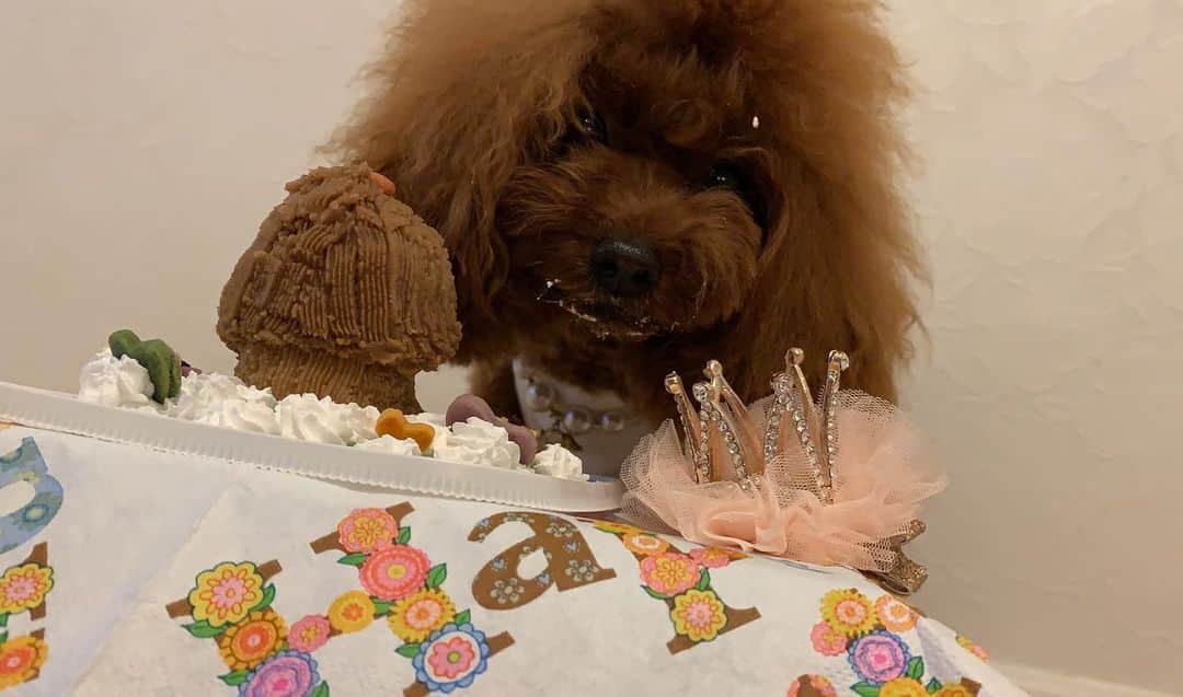 町田亜里香のインスタグラム：「𓍯happy birthday 🧁𓍯 今日7月19日はアンジェの2歳の誕生日です♡ 今年のケーキ🍰は #la_queue さんにお願いしました🤲♡ もうめっちゃくちゃ可愛い🥺 . . 警戒心強いし。 すぐ吠えるし。 食い意地凄いし。 ドッグランではラヴィを 追いかけ回すし🐩。 本当に手が掛かりますが笑 アンジェがいることで 救われたことがたくさん🥺❤︎ . . 産まれてきてくれて ありがとう♡ これからもずっと一緒に 楽しく過ごしていこうね❤︎ . . とにかく可愛いわうちのこ。笑 . . . #poodle #誕生日 #似顔絵ケーキ #デコレーションケーキ  #犬ケーキ #わんこ  #わんこケーキ #2歳誕生日  #おめでとう #プードル」