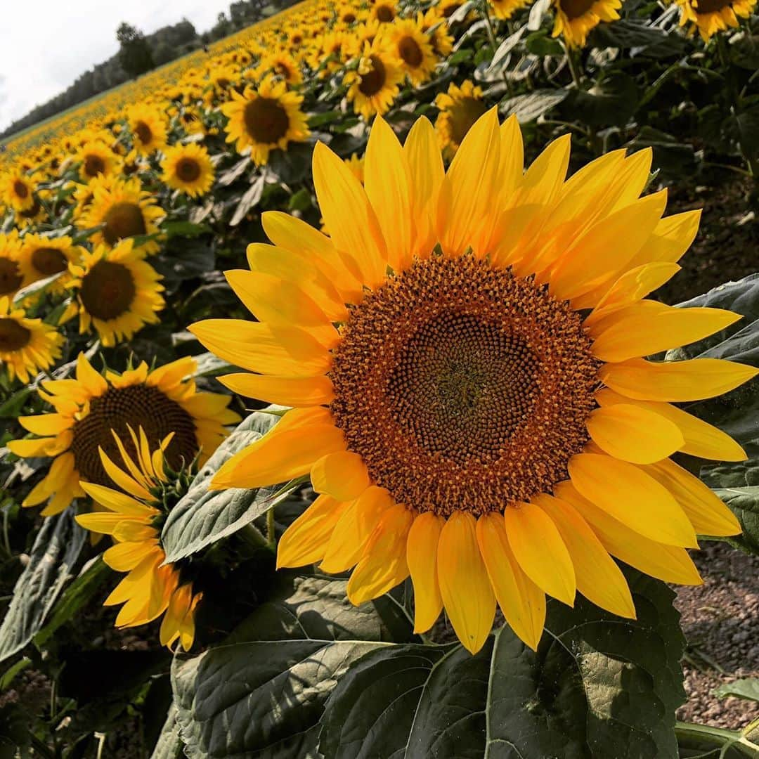 𝐀𝐦𝐢さんのインスタグラム写真 - (𝐀𝐦𝐢Instagram)「🌻ひまわり畑🌻  去年の7月北海道行ったの懐かしい〜♪  #ひまわり#ひまわり畑#ひまわり畑🌻#向日葵#向日葵畑#北海道#北竜町#北竜町ひまわりの里」7月19日 19時40分 - amiringram_