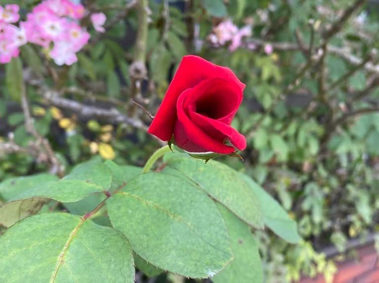 のインスタグラム：「#バラ日記 #roses 81日目　晴  アルティシモ ジャンヌダルク アンナプルナ ラフランス シャルルドゴール ロイヤルサンセット 芽衣 バレリーナ  太陽光の下はやはり美しいです #roses🌹 #rosestagram #rose」