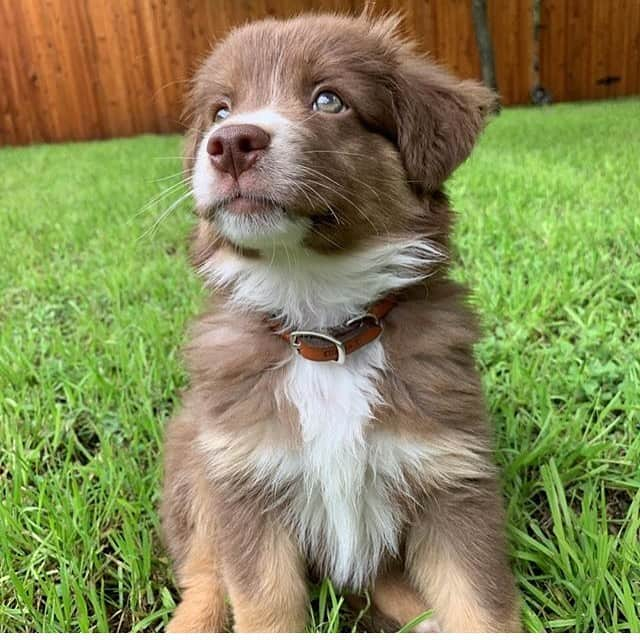 animals.coのインスタグラム：「Blakey, the mini australian shepherd puppy 🐶  Photography by @blakey.barks」