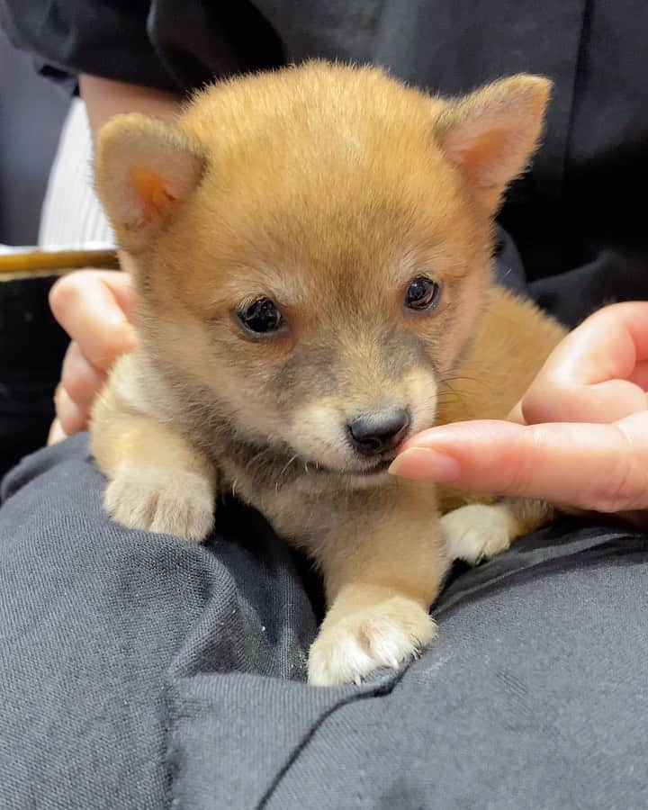 豆柴にこちゃんのインスタグラム