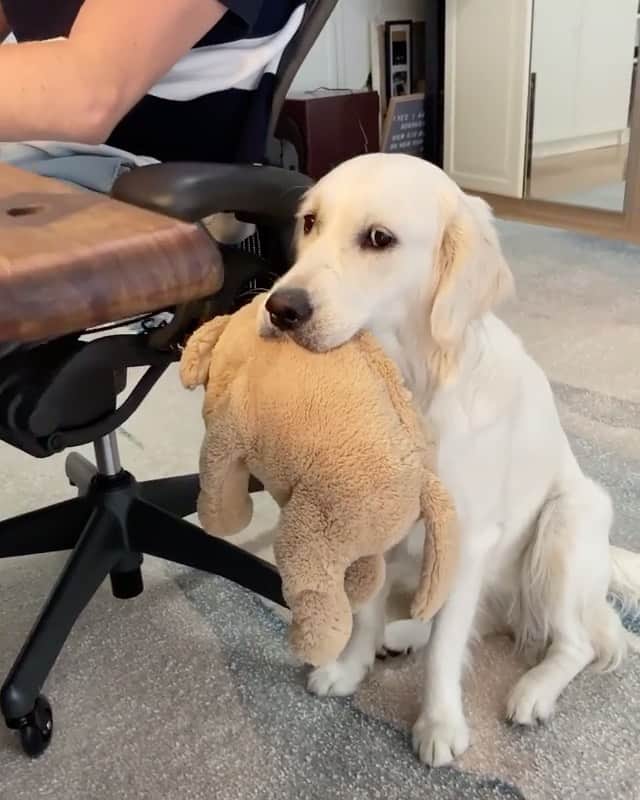 Daily The Best And Funniest Videosのインスタグラム：「Does your co-worker beg you to play? 🐶😍 By @ladyandtheblues」