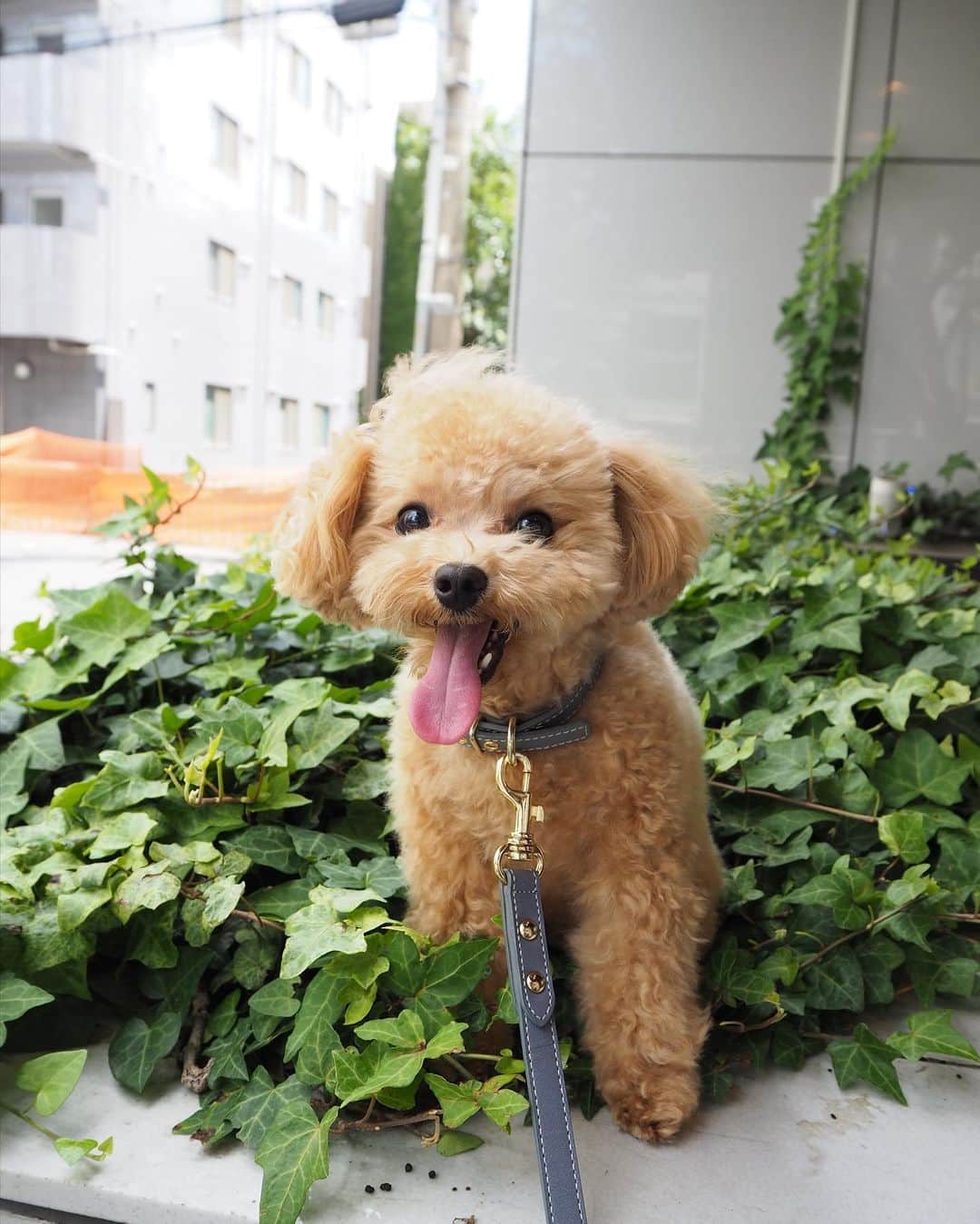 くるみたんのグルメインスタ