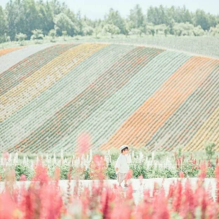 のインスタグラム：「【今日の #いこーよおでかけ部】pick up... @madonyaaan16 ━━━━━━━━━━━━━━━━━━━ 🌼... #四季彩の丘 北海道上川郡の、丘のまち美瑛にある展望花畑。花のシーズンには園内を周回できるトラクターバスが運行されます。雪のシーズンには、雪遊びやスノーモービルも！アルパカ牧場もありますよ。 ━━━━━━━━━━━━━━━━━━━  ＜faciities＞----------------------------------------- 📍:展望花畑 四季彩の丘 いこーよ：https://iko-yo.net/facilities/68340 住所：北海道上川郡美瑛町新星第三 営業時間： 【6～9月】8:30～18:00※季節により異なる 料金：花畑の維持管理費用として一人あたり200円相当の募金※アルパカ牧場は別途有料 ----------------------------------------------------------   いこーよ@ikoyo_odekake では、「親子のおでかけ」に関する写真を募集しています😊お子さんとのおでかけの思い出の場所をこのアカウントをフォローの上 #いこーよ を付けて投稿してください。魅力的な写真は、いこーよ公式SNSや、いこーよ内の記事でも紹介&使用させていただく場合がございます！ 沢山の投稿お待ちしております。  ✨募集中タグ#いこーよ  📱子供の年齢に合ったおでかけ先が見つかる「いこーよ」公式アプリのダウンロードはAppStore 、Google Playで「いこーよ」で検索！ ・ ・」