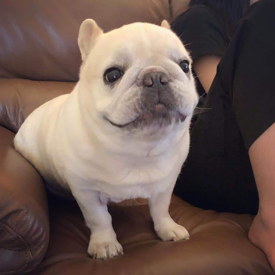 タニム（マーブル母）のインスタグラム：「* 今日、姉のお友達が来て🏡興奮しちゃったマーブル🐷💕 * ①キョトンまーちゃん ②girls' talkに入れないマーブル ③スマイルまーちゃん * #楽しい時間 #友達って大切 #JKって話が尽きない #私のアモーレ👩🏻🐷❤️」