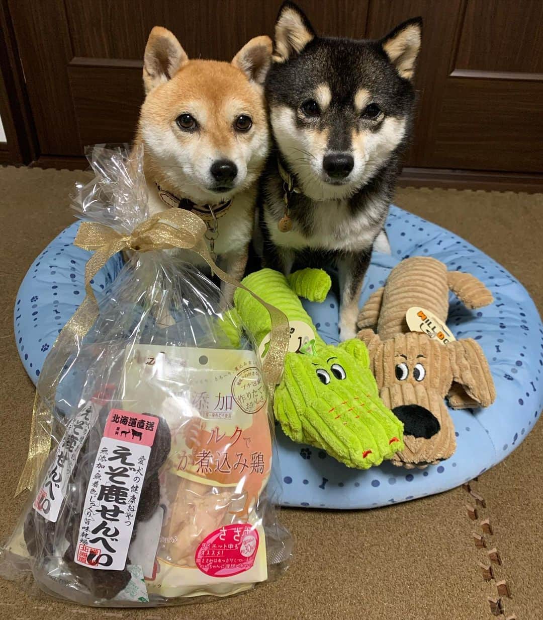 豆柴なつ&ふゆのグルメインスタ