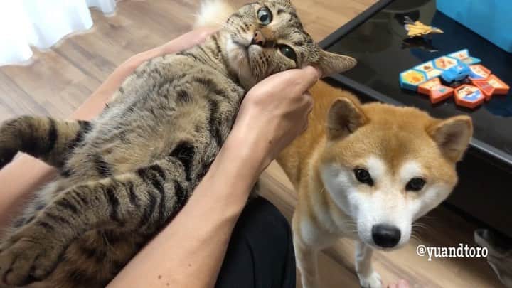 ゆうとろ（柴犬ゆうと猫のとろ）のインスタグラム